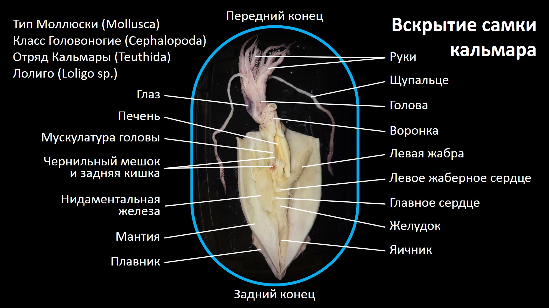 фанфик любовь кальмара фото 83